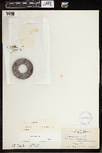 Lemna turionifera image