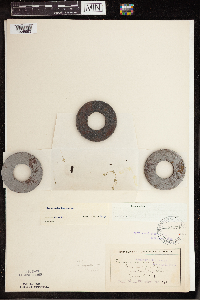 Lemna turionifera image