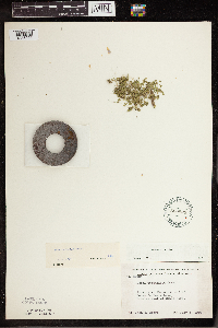 Lemna turionifera image