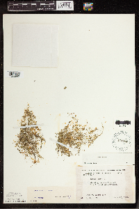 Lemna turionifera image