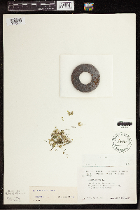 Lemna turionifera image