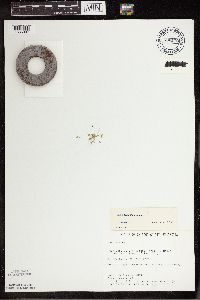 Lemna turionifera image