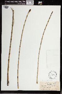 Equisetum fluviatile image