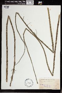 Equisetum fluviatile image
