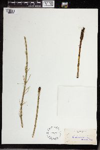 Equisetum fluviatile image