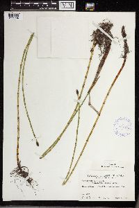 Equisetum fluviatile image
