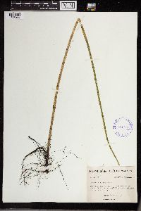 Equisetum fluviatile image