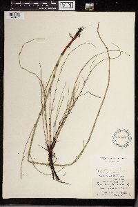Equisetum fluviatile image