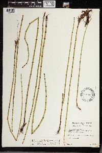 Equisetum fluviatile image