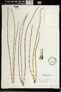Equisetum fluviatile image