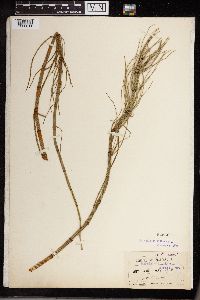 Equisetum fluviatile image