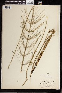 Equisetum fluviatile image