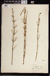 Equisetum fluviatile image