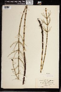 Equisetum fluviatile image