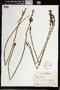 Equisetum fluviatile image