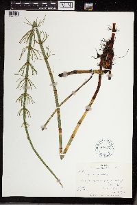 Equisetum fluviatile image