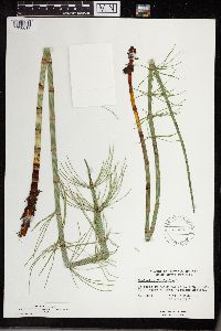Equisetum fluviatile image