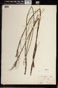 Equisetum fluviatile image