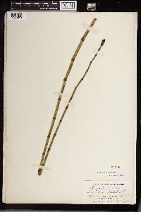 Equisetum fluviatile image