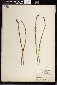 Equisetum fluviatile image