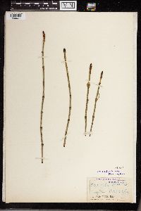 Equisetum fluviatile image