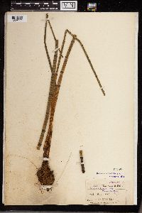 Equisetum fluviatile image