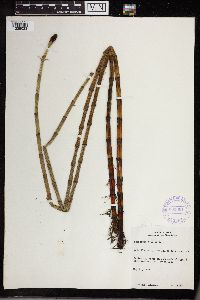 Equisetum fluviatile image