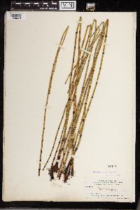 Equisetum fluviatile image