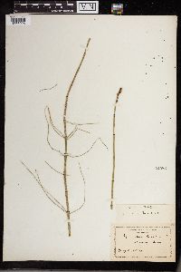 Equisetum fluviatile image