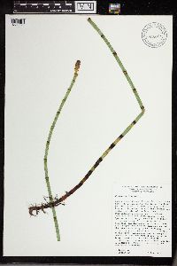 Equisetum fluviatile image