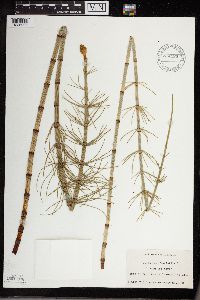 Equisetum fluviatile image