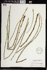 Equisetum fluviatile image