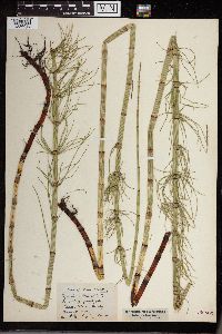 Equisetum fluviatile image