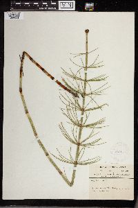 Equisetum fluviatile image