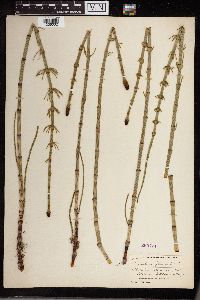 Equisetum fluviatile image