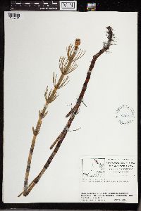 Equisetum fluviatile image