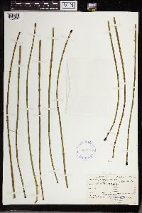 Equisetum fluviatile image