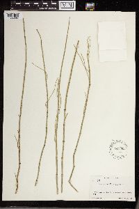 Equisetum fluviatile image