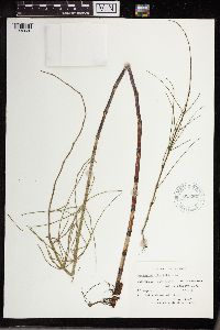 Equisetum fluviatile image