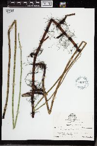 Equisetum fluviatile image