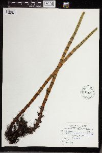Equisetum fluviatile image