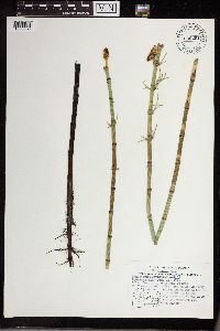 Equisetum fluviatile image