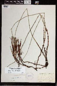 Thumbnail image of current specimen