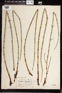 Thumbnail image of current specimen