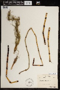 Thumbnail image of current specimen