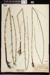 thumbnail image of current specimen