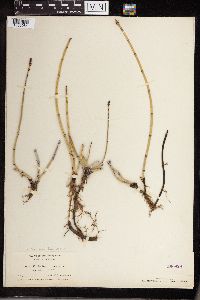 Equisetum hyemale image