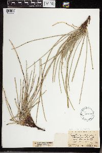 Equisetum hyemale image