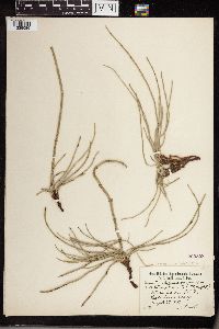 Equisetum hyemale image