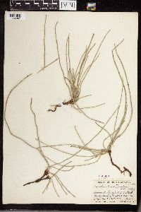 Equisetum hyemale image